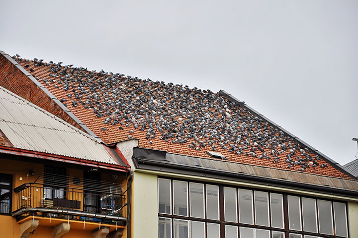 A2B Pest Control are able to install spikes to deter birds from roofs in Barnoldswick. 