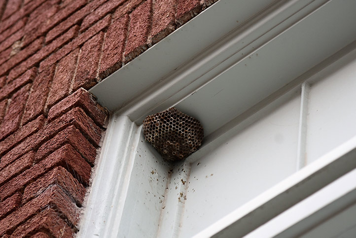 We provide a wasp nest removal service for domestic and commercial properties in Barnoldswick.